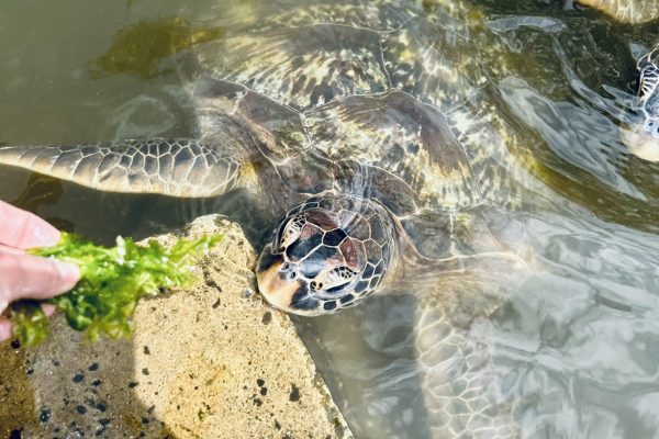 Nungwi Turtle prírodné akvárium