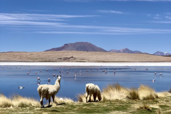 Jazero Altiplano - Bolívia