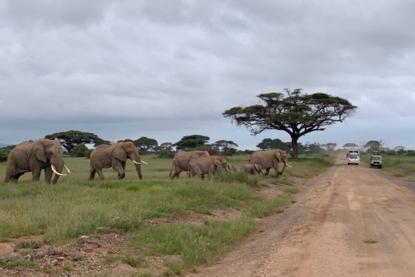 NP Amboseli