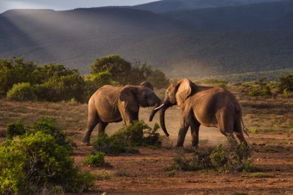 Addo Elephant NP
