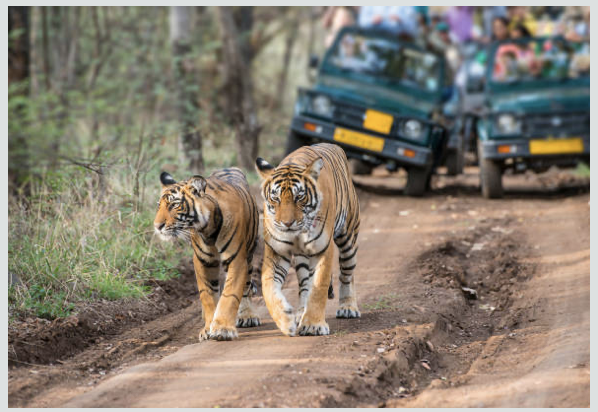 Ranthambore Národný Park s tigrami 