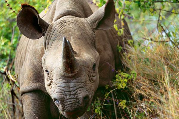 Stopovanie nosorožcov