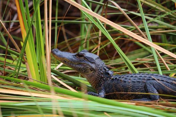 Národný park Everglades