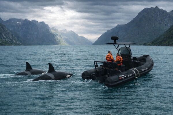 Šnorchlovanie s kosatkami