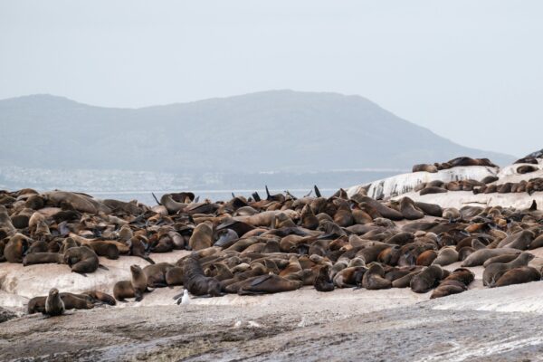 Seal island