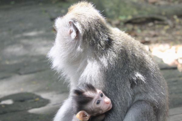 Monkey Forest Ubud a.k.a. selfie s opicami
