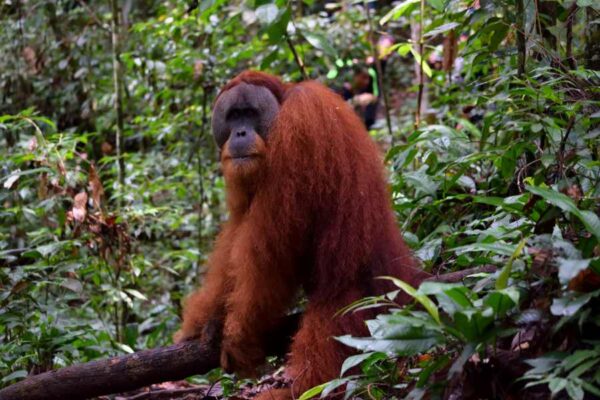Sumatrskí orangutani (Pongo abelii)