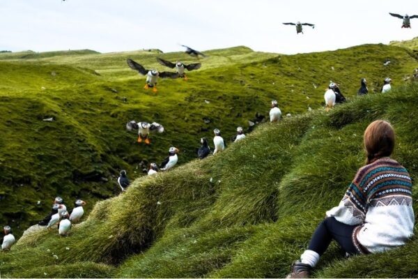 Pozorovanie puffinov na súostrový Mykines