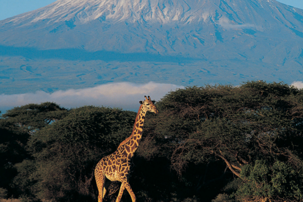 NP Amboseli