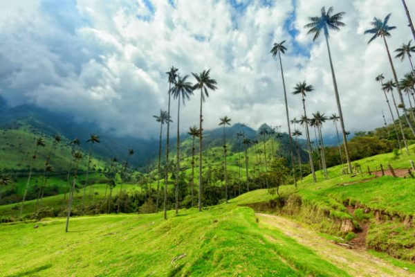 🌿 Údolie Cocora a voskové palmy