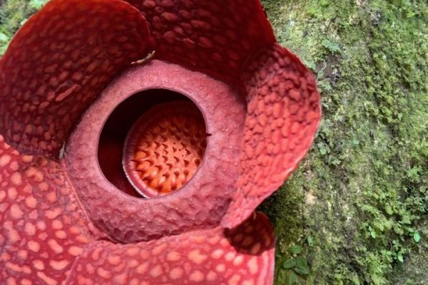 🌸 Stretnutie s kráľovnou pralesa – Rafflesia