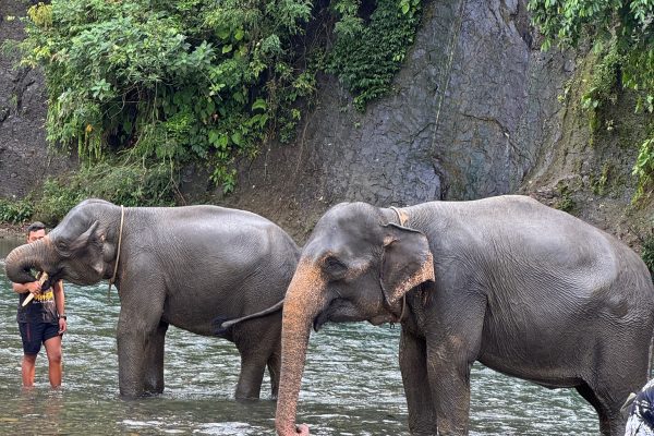 🐘 Rande so slonmi v Tangkahane
